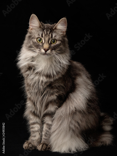 Norwegische Waldkatze