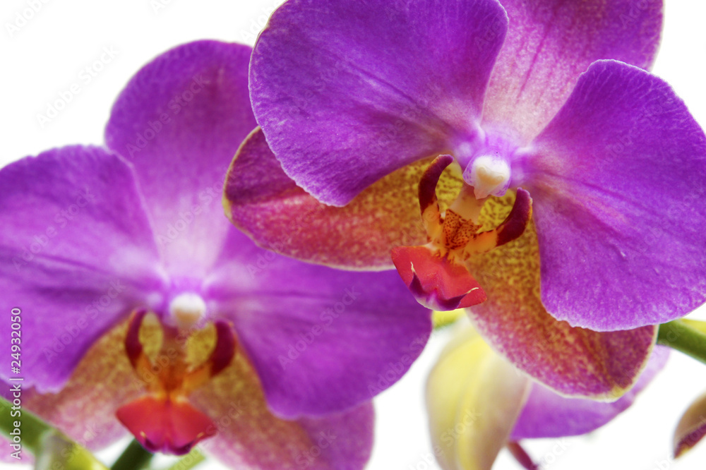 vivid pink orchid flower closeup isolated on white vivid pink orchid flower closeup isolated on white