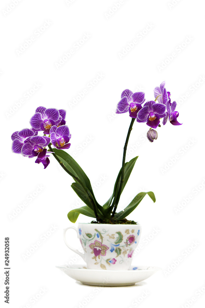 vivid tiny pink orchid flower in a cup isolated on white