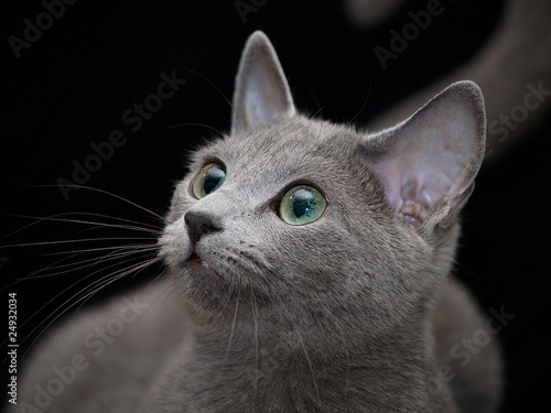 Russisch Blau Katze photo