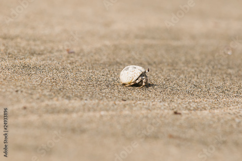 Crab walking with his house