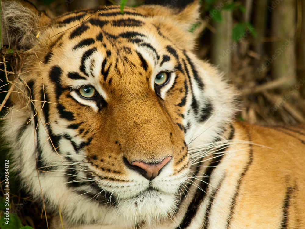 The eye of a tiger The eye of a tiger