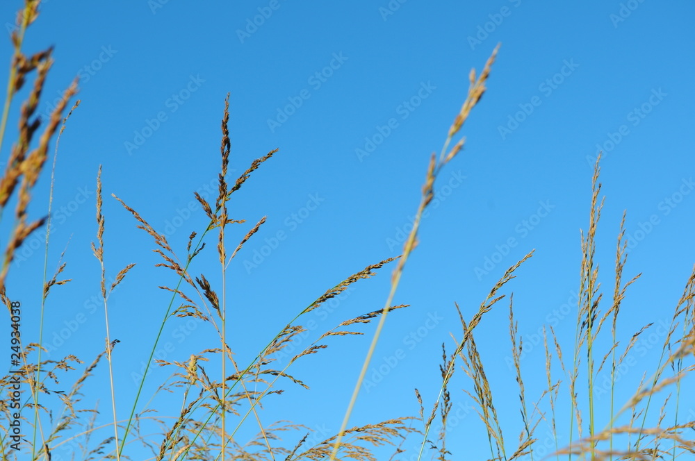 Fototapeta premium Wheat Grass with Sky