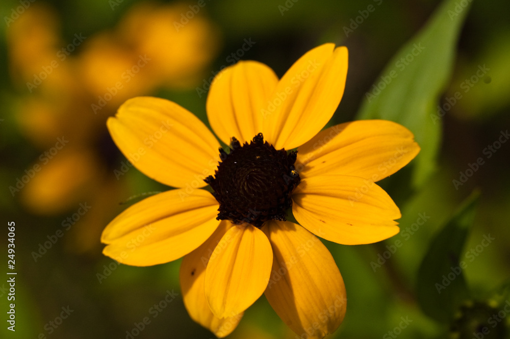 Blume Blume