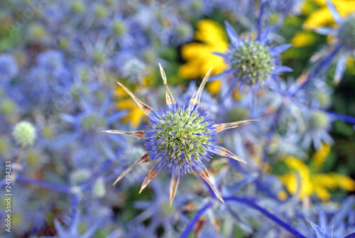 Blue Sea Holly  Eryngium planum  Background