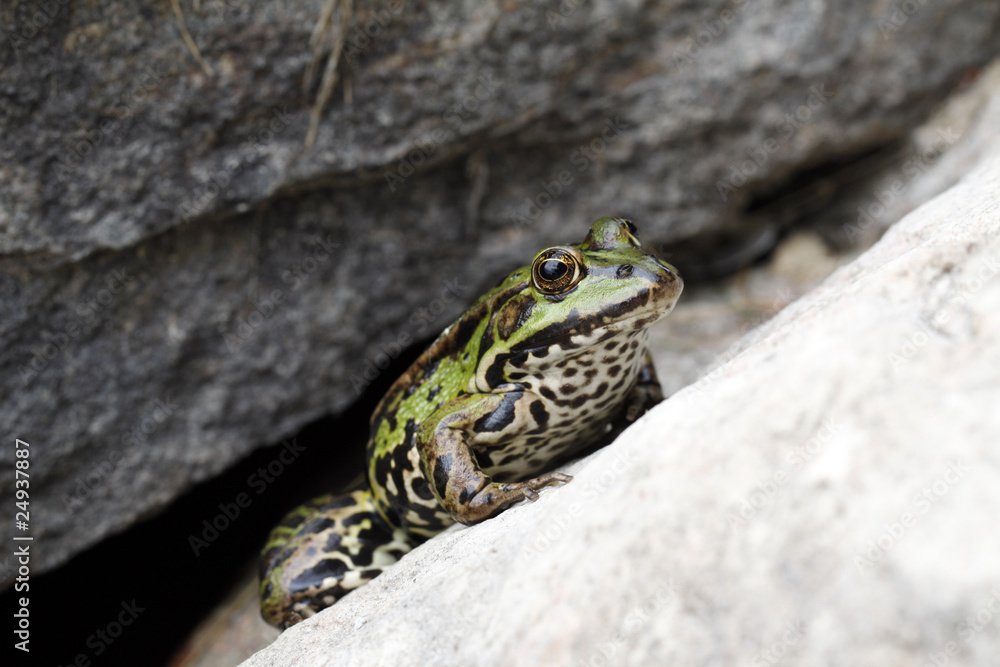Green frog sitting on the stone Green frog sitting on the stone