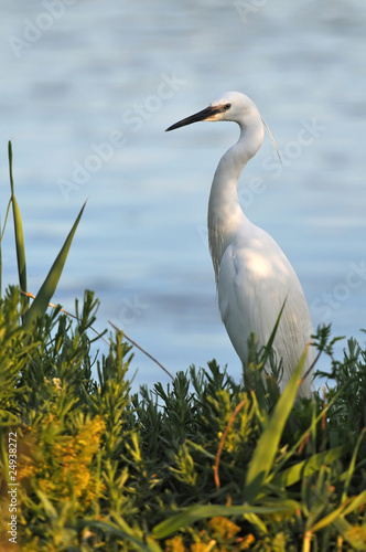 aigrette photo