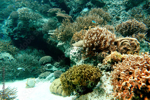 coral in sea