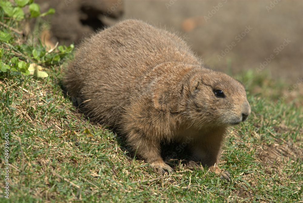 Präriehunde, schwarzschwanz, augen, nase, fell, nagetier, graben Präriehunde, schwarzschwanz, augen, nase, fell, nagetier, graben