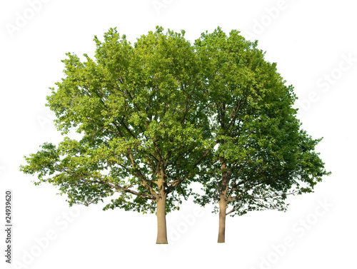 Two oak trees
