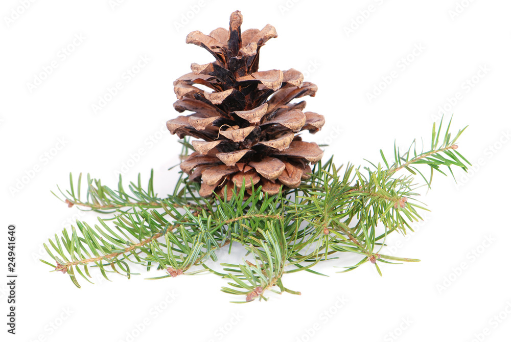 Christmas tree branches and cone Christmas tree branches and cone
