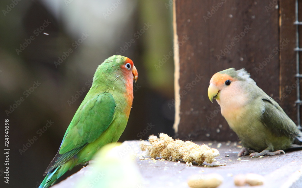 Obraz premium love birds