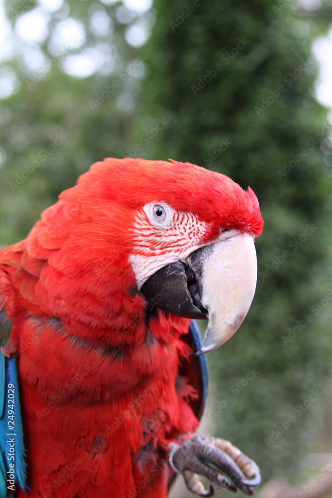 Scarlet Macaw Scarlet Macaw