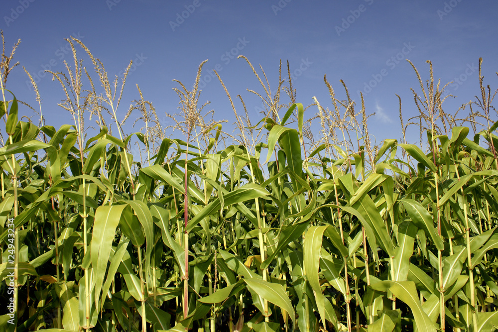 Fototapeta premium Corn field - series