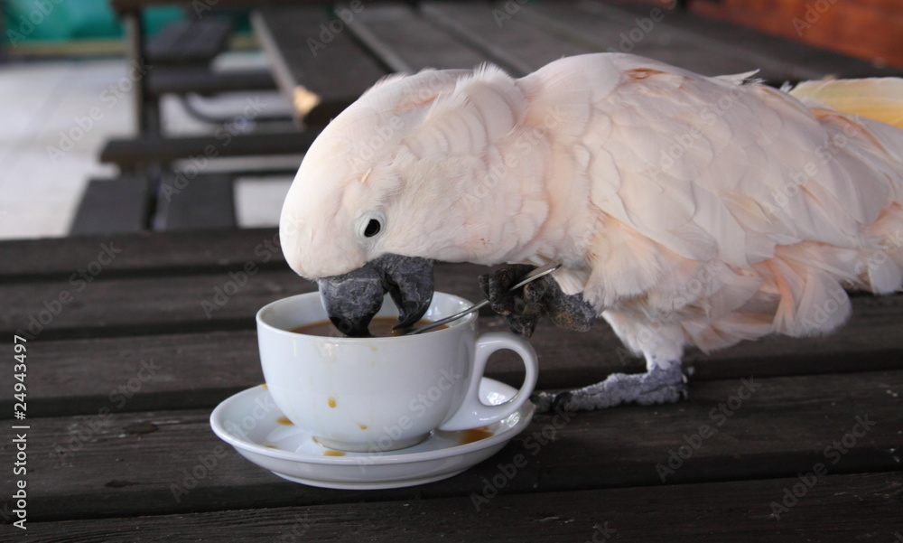 Obraz premium Cockatoo drinking a cup of coffee,