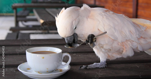 Photo Cockatoo with a cup of coffee