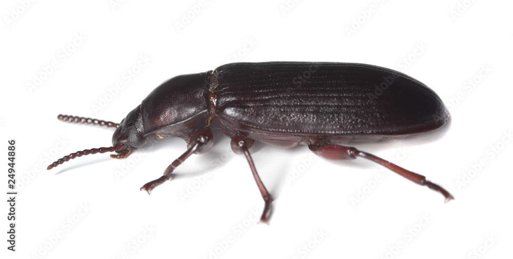 Flour beetle (Tribolium destructor) Flour beetle (Tribolium destructor)