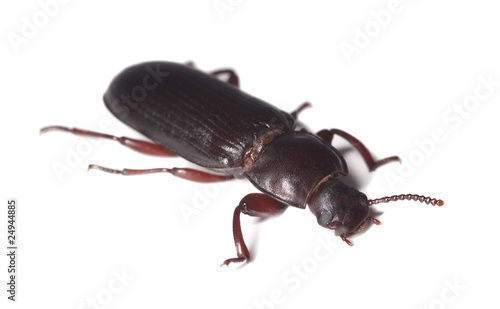 Flour beetle (Tribolium destructor) © Henrik Larsson