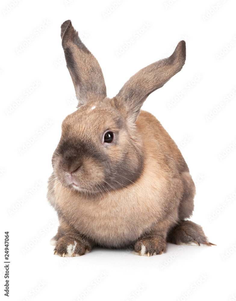 Obraz premium Rabbit with raised ears.