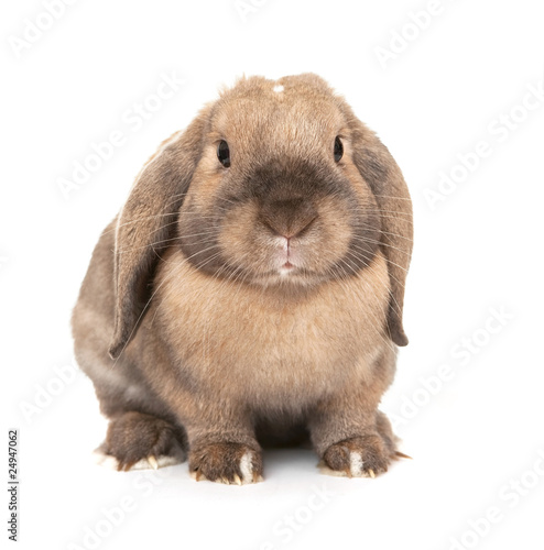 Dwarf lop-eared rabbit breeds Ram.