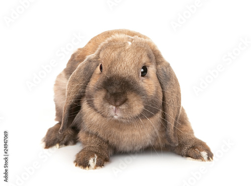 Dwarf lop-eared rabbit breeds Ram.