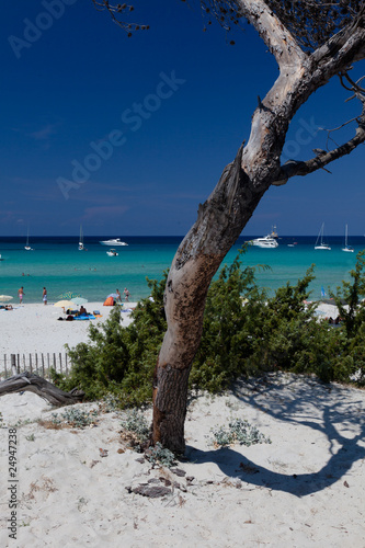 Plage de Saleccia en Haute Corse photo