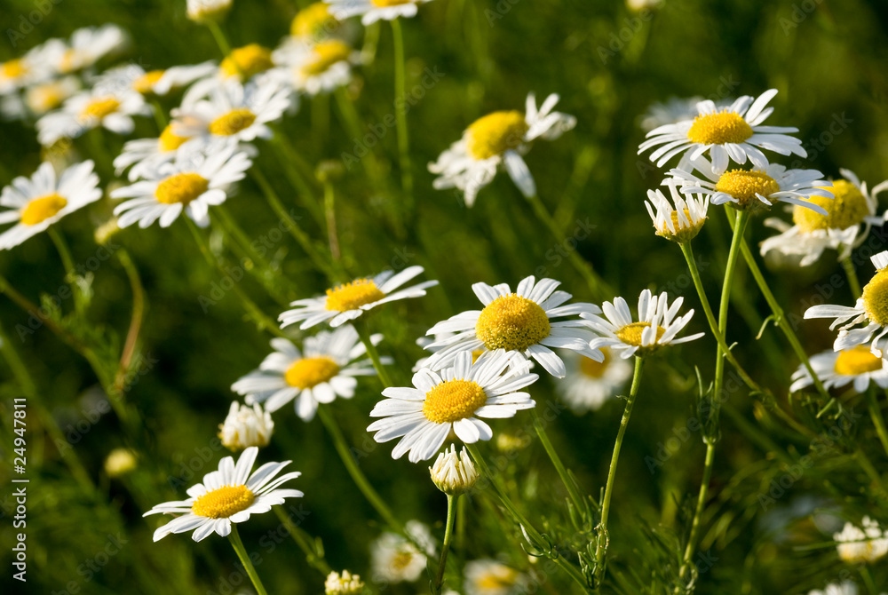 Daisies Daisies