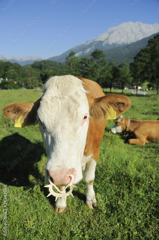 Landwirtschaft, Kühe, Rinder, Bayern