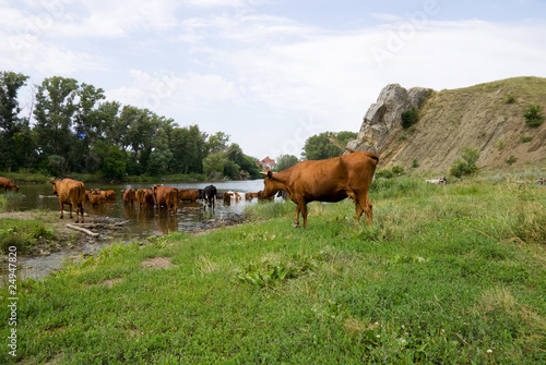 A herd of cows on Watering