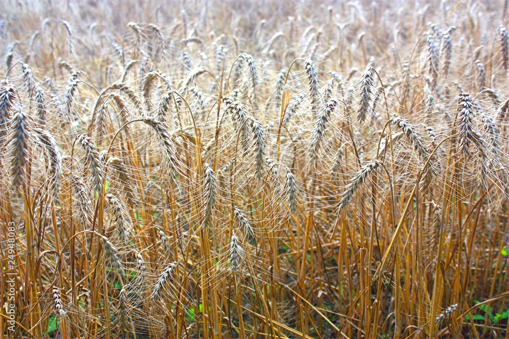 Fototapeta premium Getreide