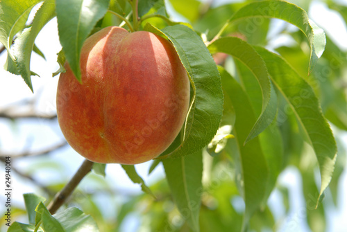 peach on peach tree