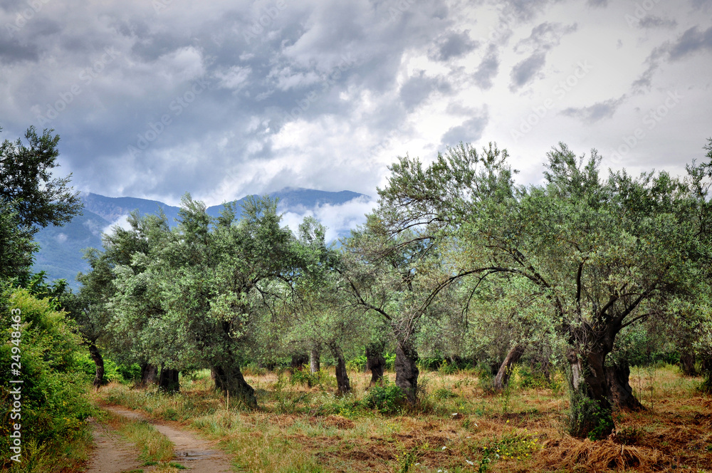 Zeytin Bahçesi Zeytin Bahçesi