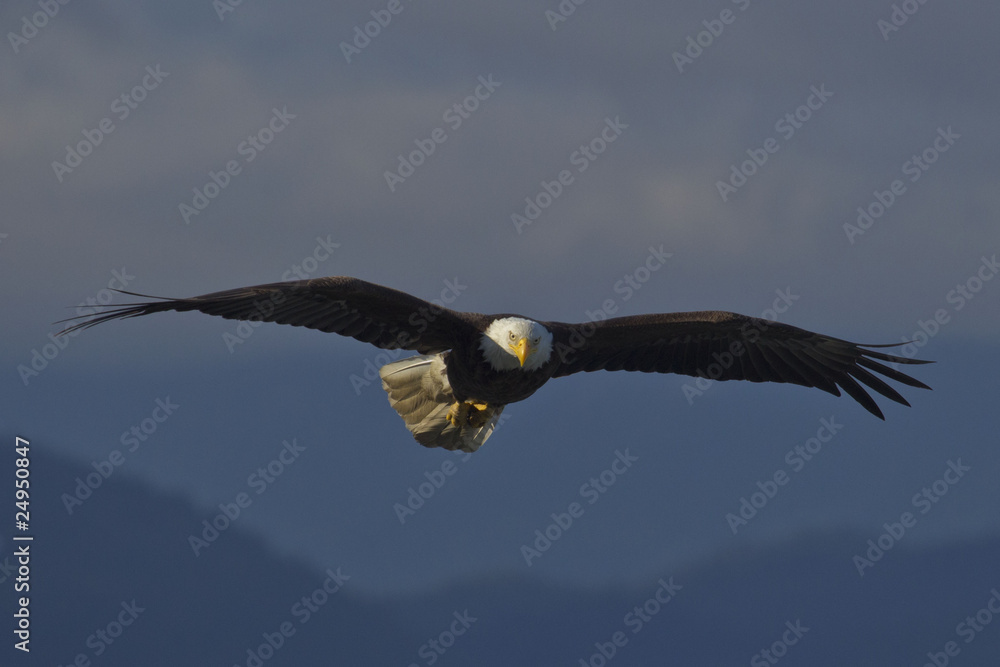 Naklejka premium Amercian Bald Eagle
