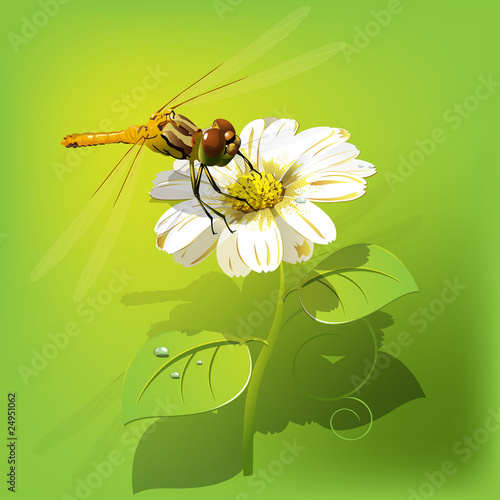 dragonfly on flower