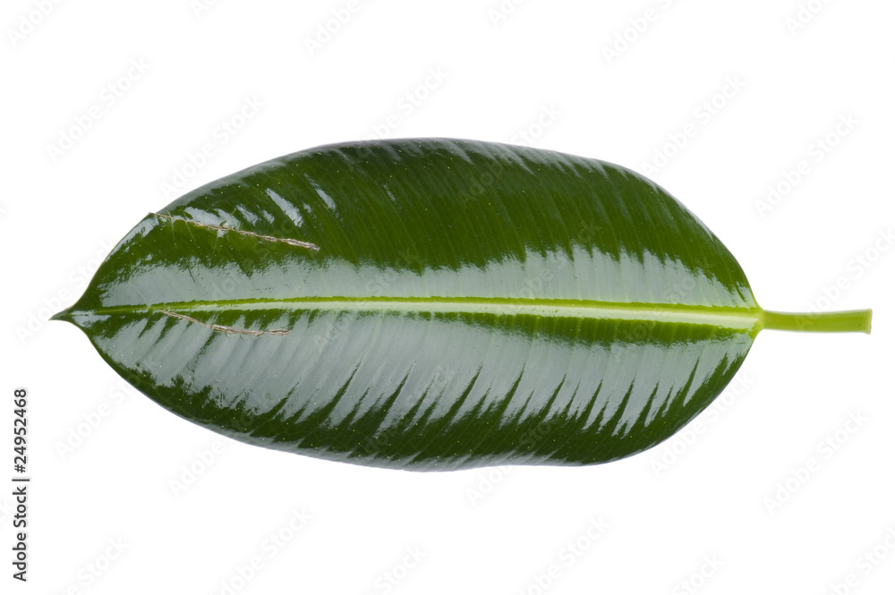 leaf on white leaf on white