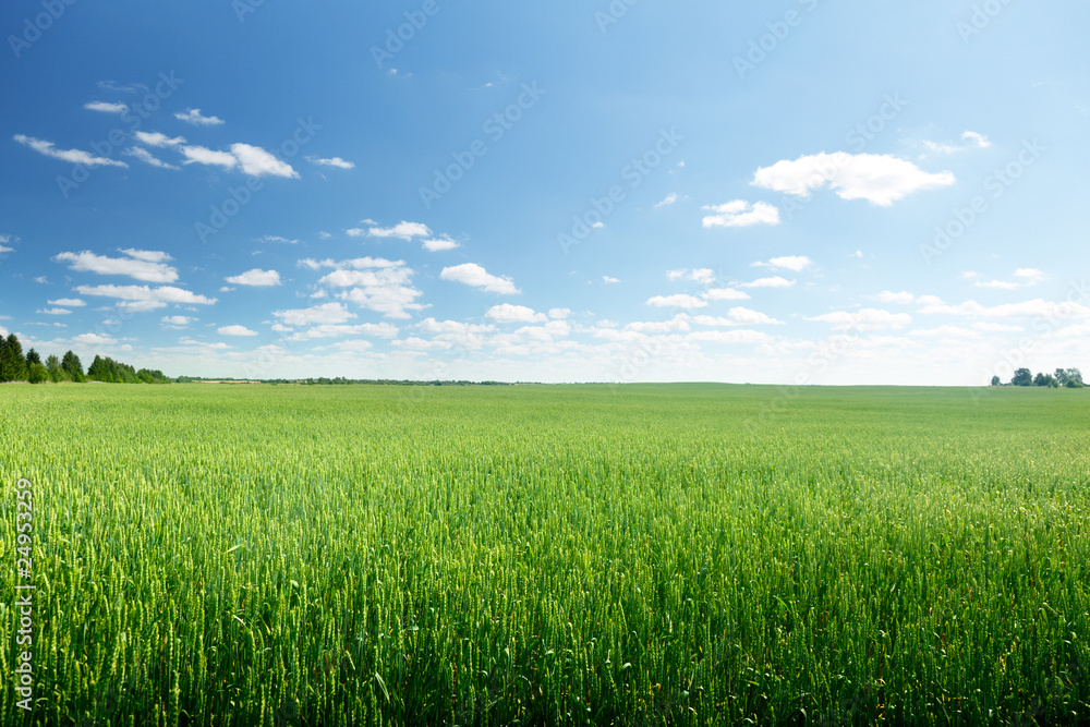 field of rye and sunny day field of rye and sunny day