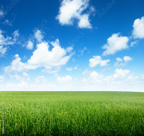 field of rye and sunny day © Iakov Kalinin