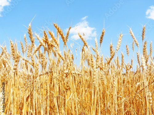 A field of mature wheat.