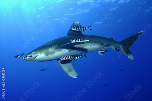 Weißspitzen-Hochseehai