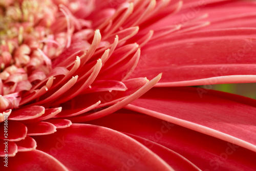gerbera
