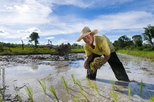 asian rice farmer