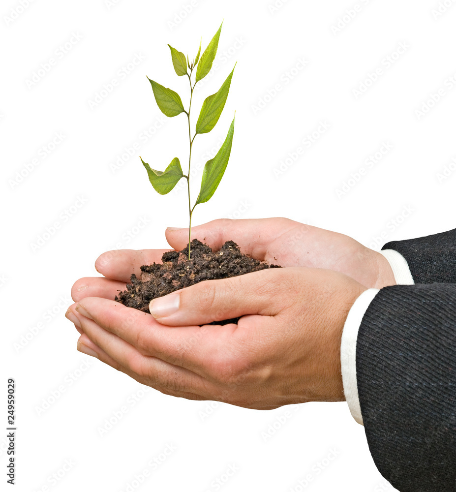 sprout in palms as a symbol of nature protection sprout in palms as a symbol of nature protection