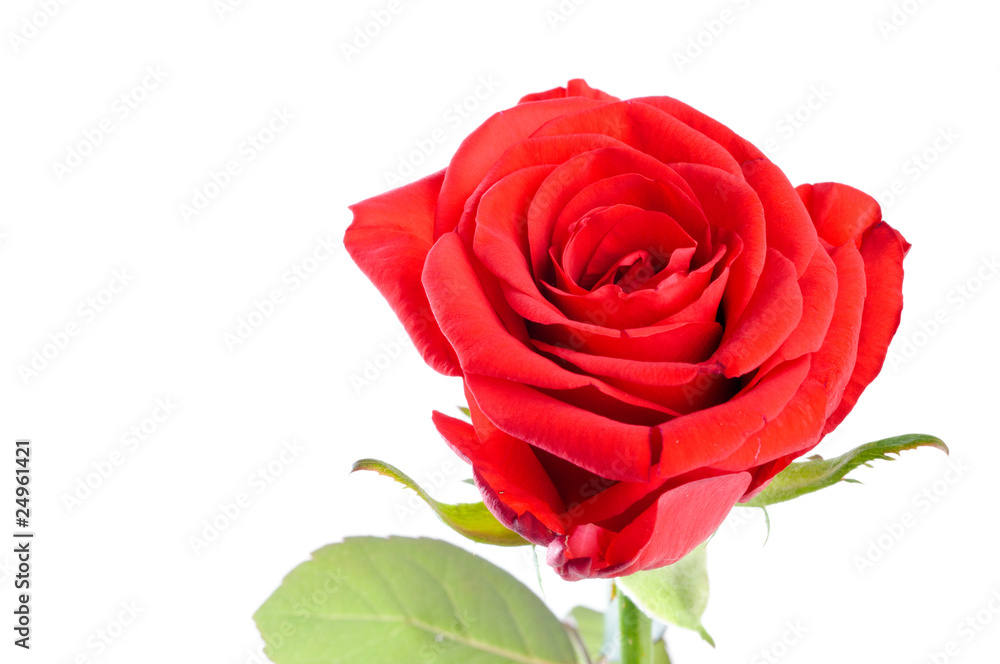 Red rose Red rose