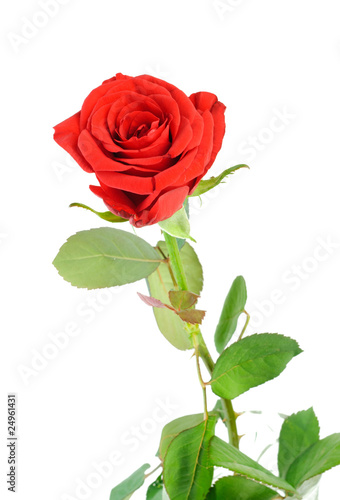 Red rose © Sergey