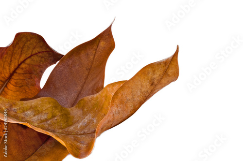 hojas secas aisladas