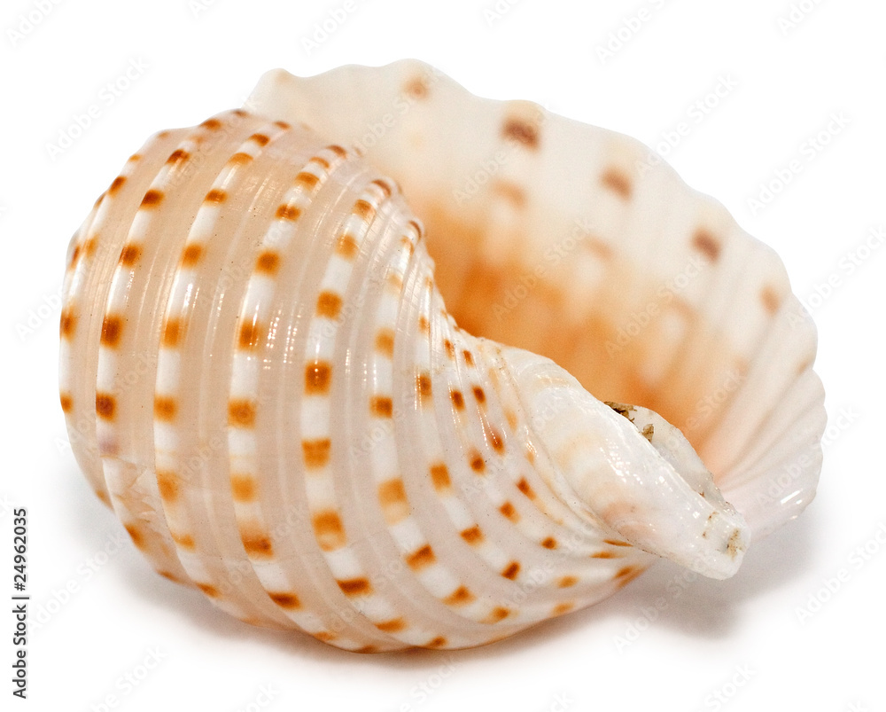 Shell