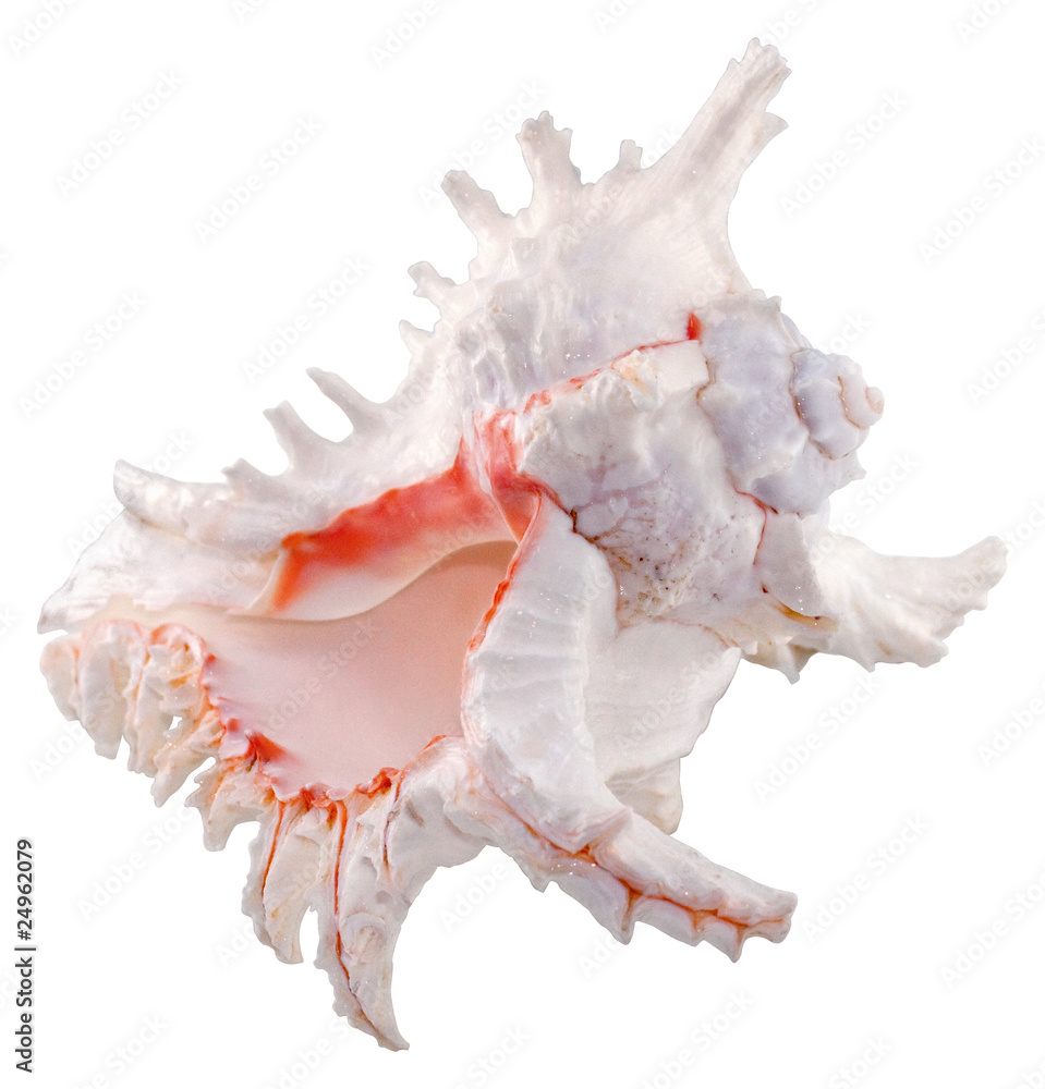 Shell Shell