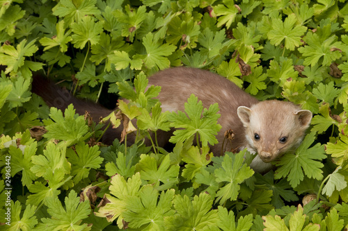 Stone marten photo