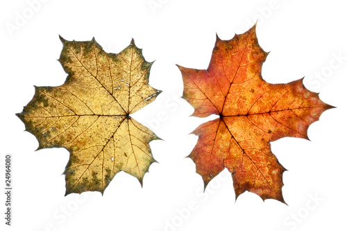 Wallpaper Mural Herbstlaub Torontodigital.ca