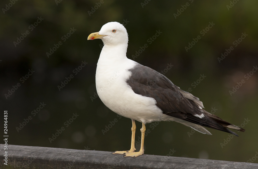 Obraz premium Lesser Black-backed Gull
